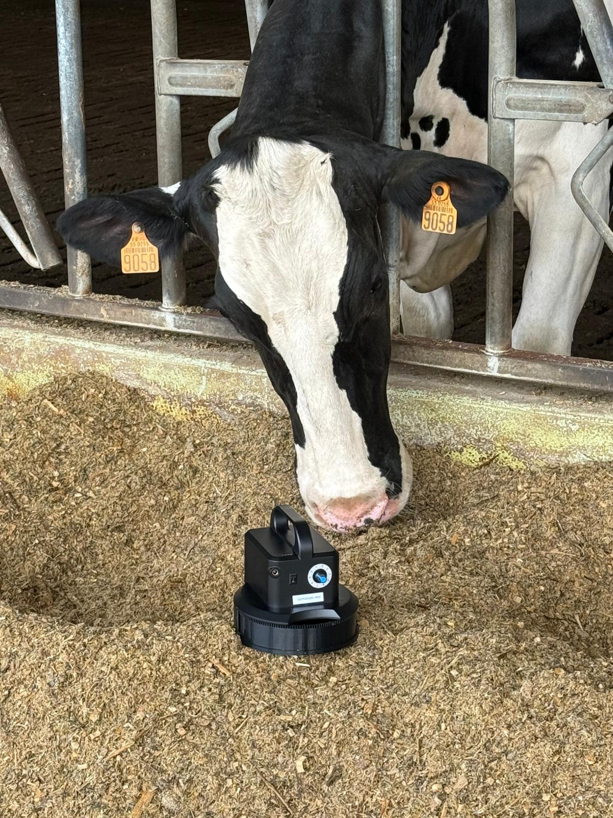 Vache découvrant le Nutriscope XL