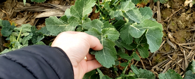 Choix de la feuille pour les mesures