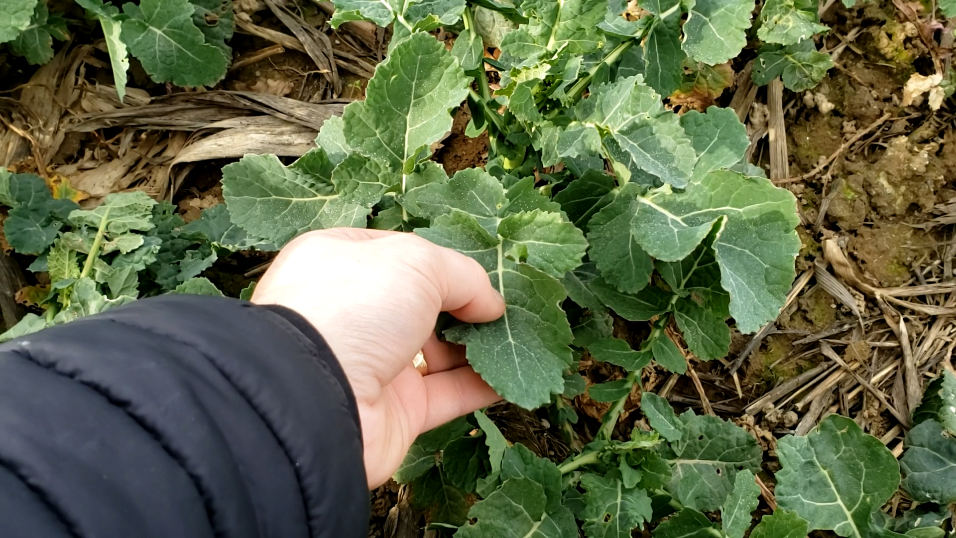 Choix de la feuille pour les mesures