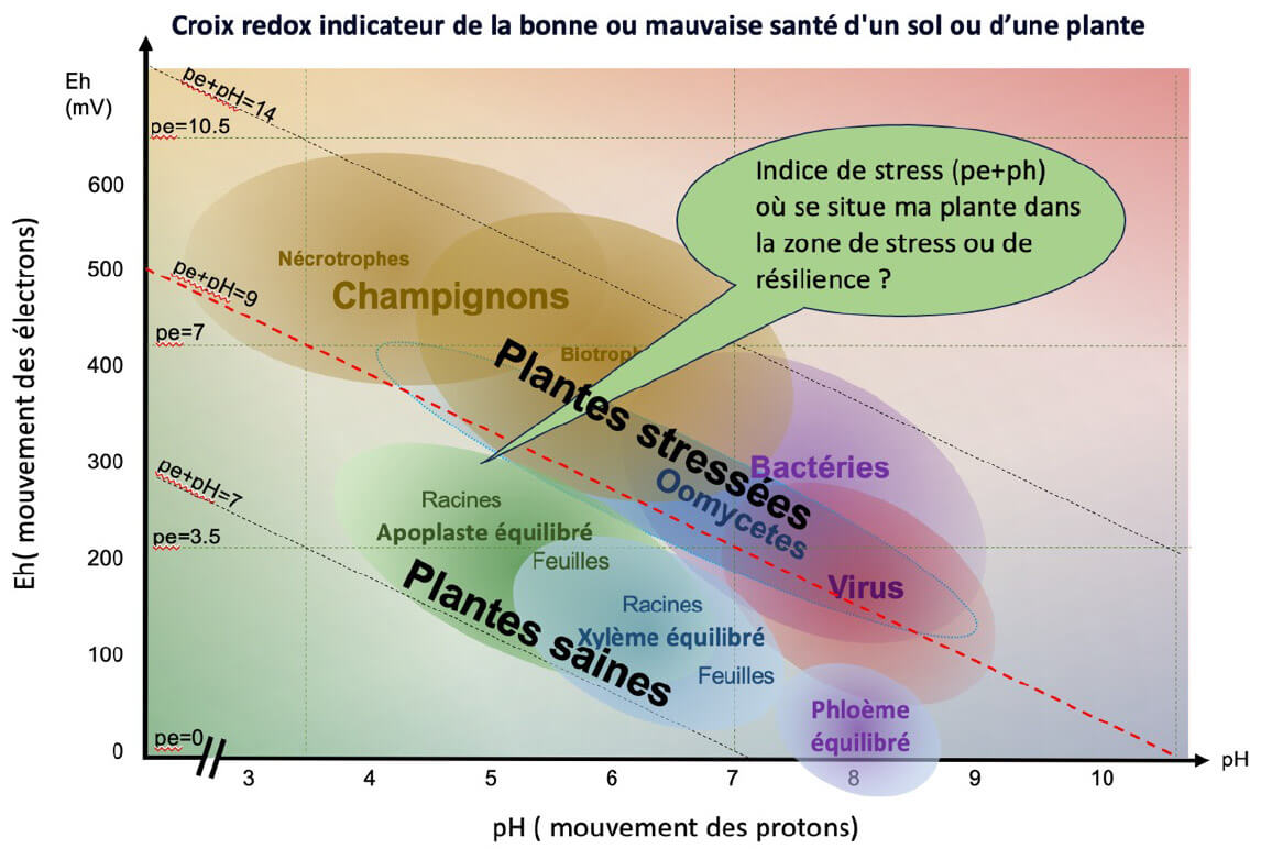 Stress des plantes