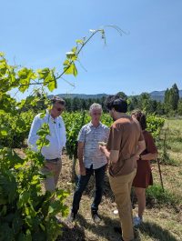 Journée dans les vignes provençales