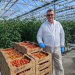 Tomates sous serres en sol vivant