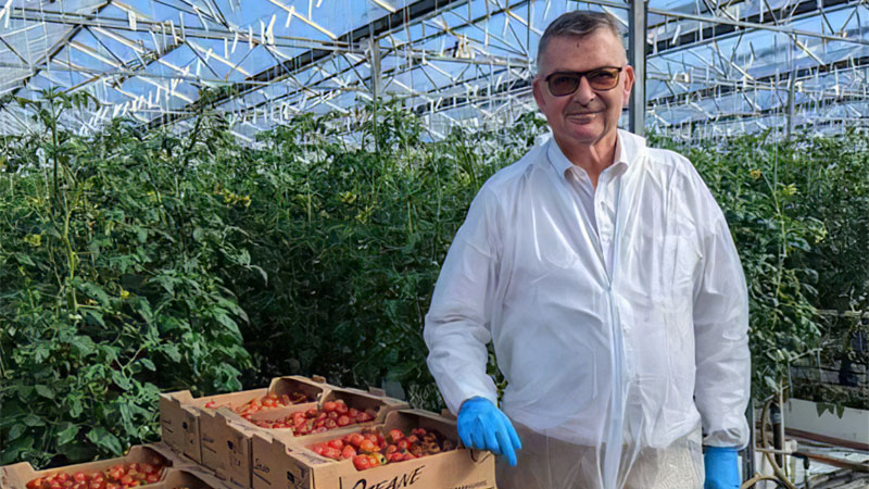 Tomates-sous-serres-en-sol-vivant-petit