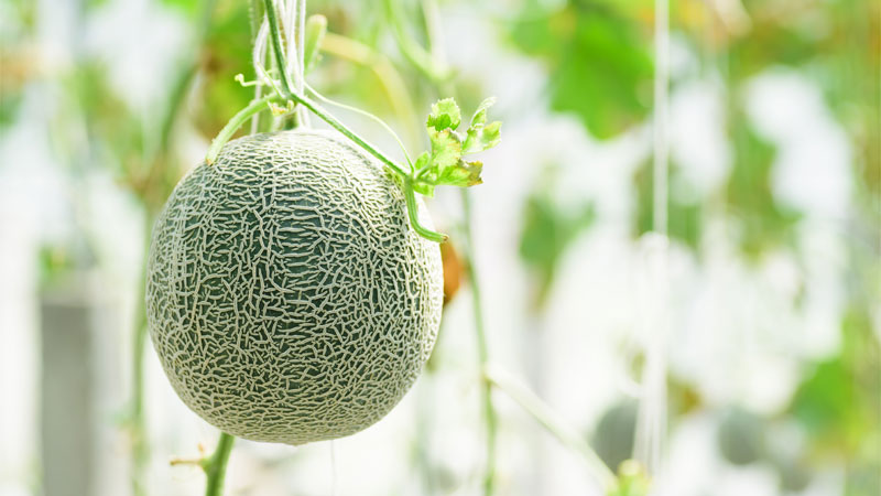 melon