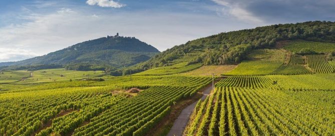 Article Inno'Vin sur le Nutriscope