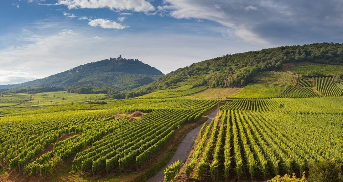 Article Inno'Vin sur le Nutriscope
