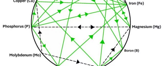 Diagramme de Mulder selon Harlaut 2019